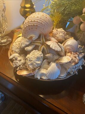 Natural Sea Shell Bowl - Coastal Decorative Arrangement